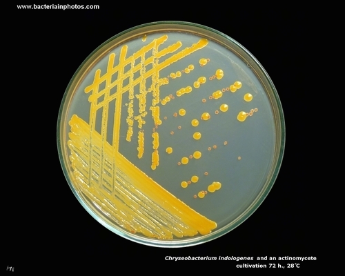 chryseobacterium on mueller-hinton agar